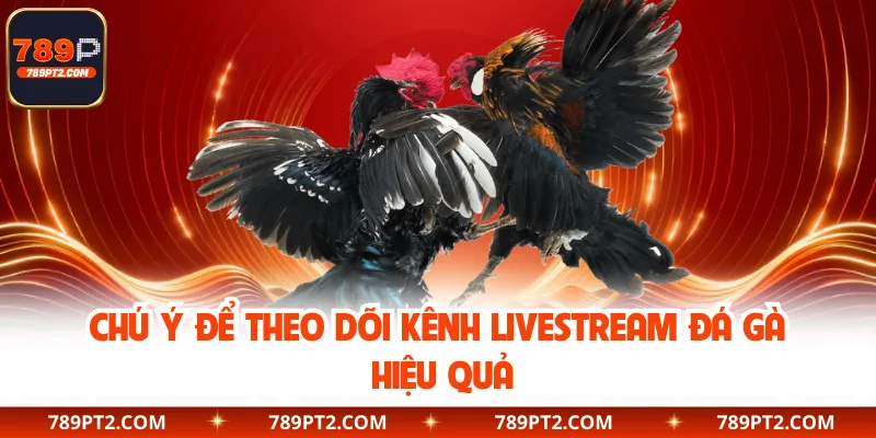 Chú ý để theo dõi kênh livestream đá gà hiệu quả